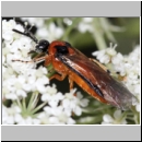 Athalia rosae - Blattwespe 04.jpg